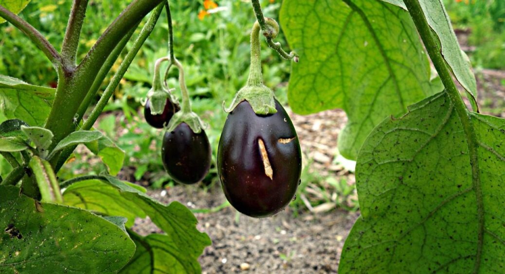 Вирощуємо по 12 баклажанів на кущі: як забути про колорадського жука і павутинного кліща 