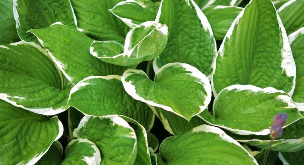 Листя величезне та мʼясисте: першим ділом поливаю хости цим – з чого почати сезон 2025 