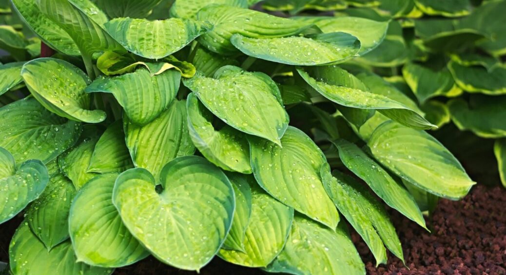 Чому у сусіда хоста величезна, а у вас — ні? Ці секрети їх вирощування має знати кожен садівник 