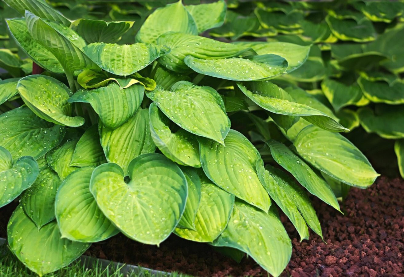 Експерт розповів, як виростити велику хосту