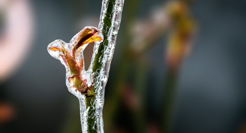 Троянди взяли і померзли? Цей прийом працює безвідмовно: гілки оживатимуть на очах 