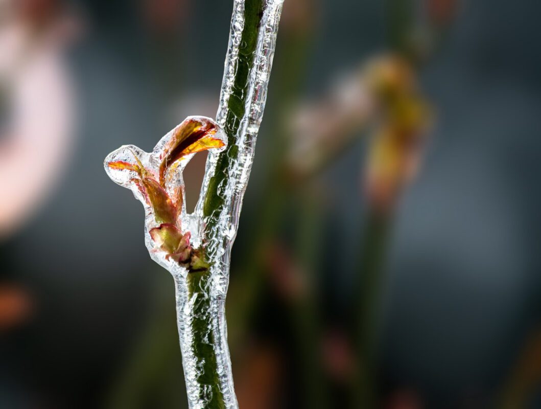 Квітникар розповів, як врятувати троянду після морозів