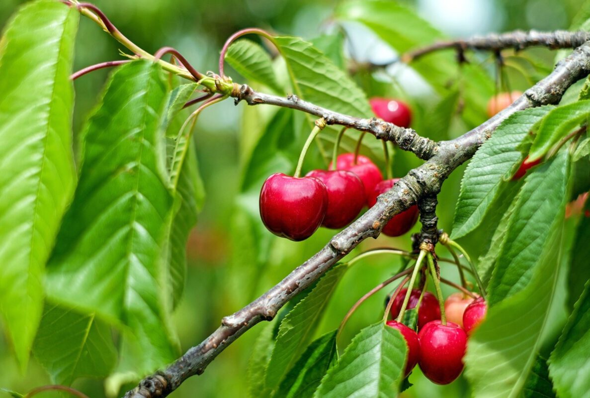 Експерт розповів, як підвищити врожайність дерева черешні 
