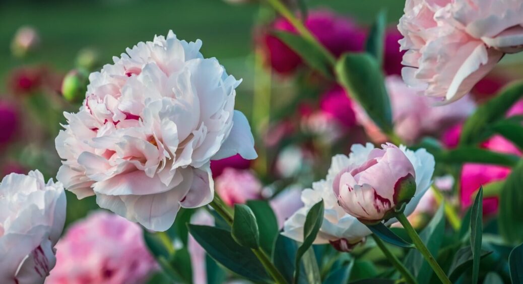 Як доглядати за півоніями у 2025: 5 кроків до рясного цвітіння як з картинки 