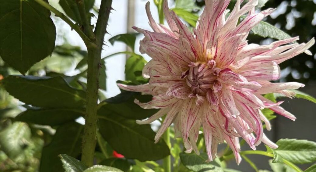 Справжній карнавал у вас на клумбі: саджаємо розкішний однорічник із довгими суцвіттями 