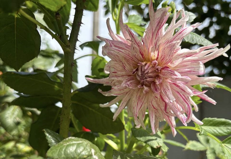 Квітникар розповів, який однорічник варто посіяти у 2025-у