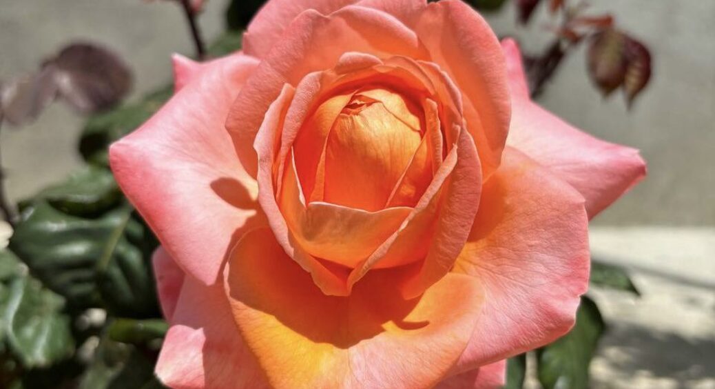 Якщо бутони троянд починають гнити, обробіть їх таким методом: забудете про хвороби 