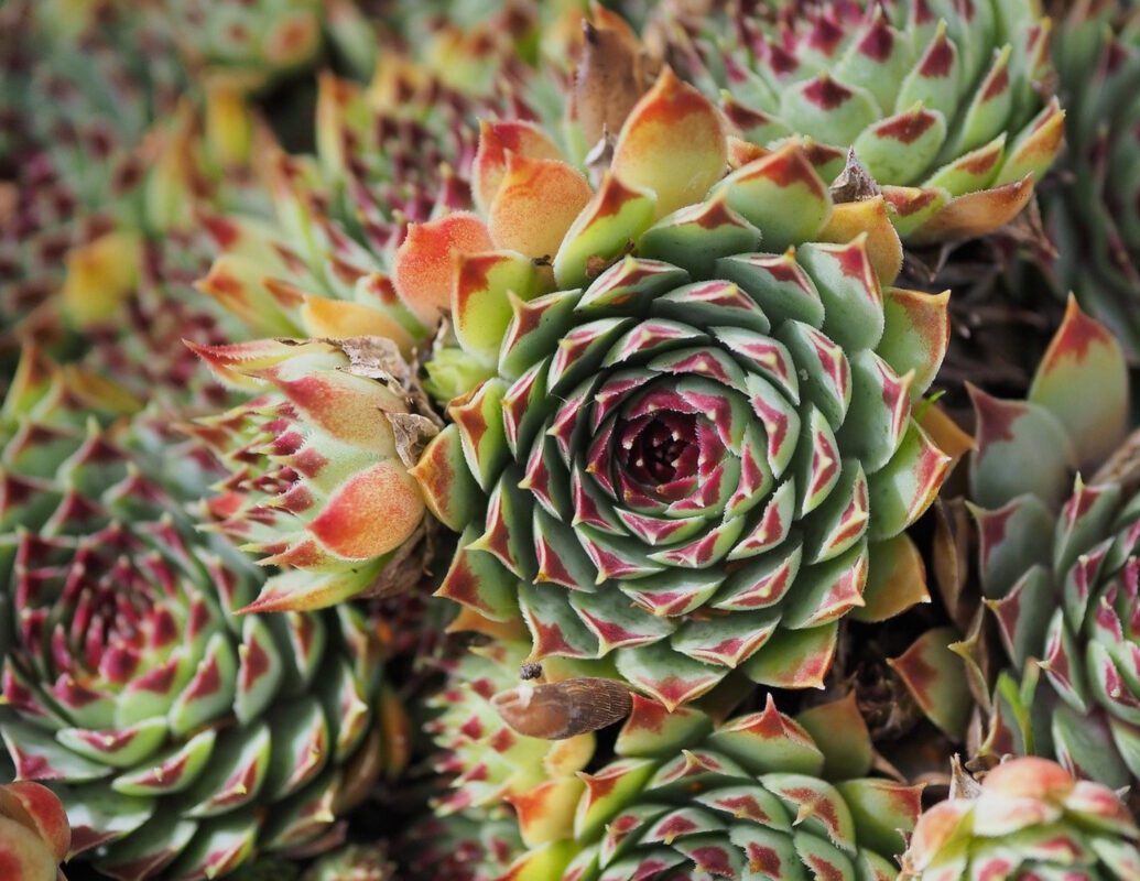 Квітникар розповів, як виростити ехеверію в домашніх умовах