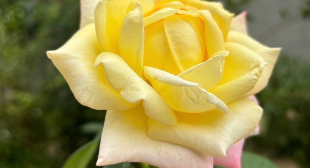 Прибираємо поганих сусідів — троянди будуть пишними: ось кого треба виселити з клумби 