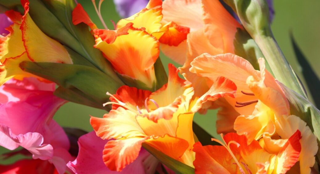 Як правильно саджати гладіолуси, щоб вони пишно цвіли? Ще й діток багато вродять 