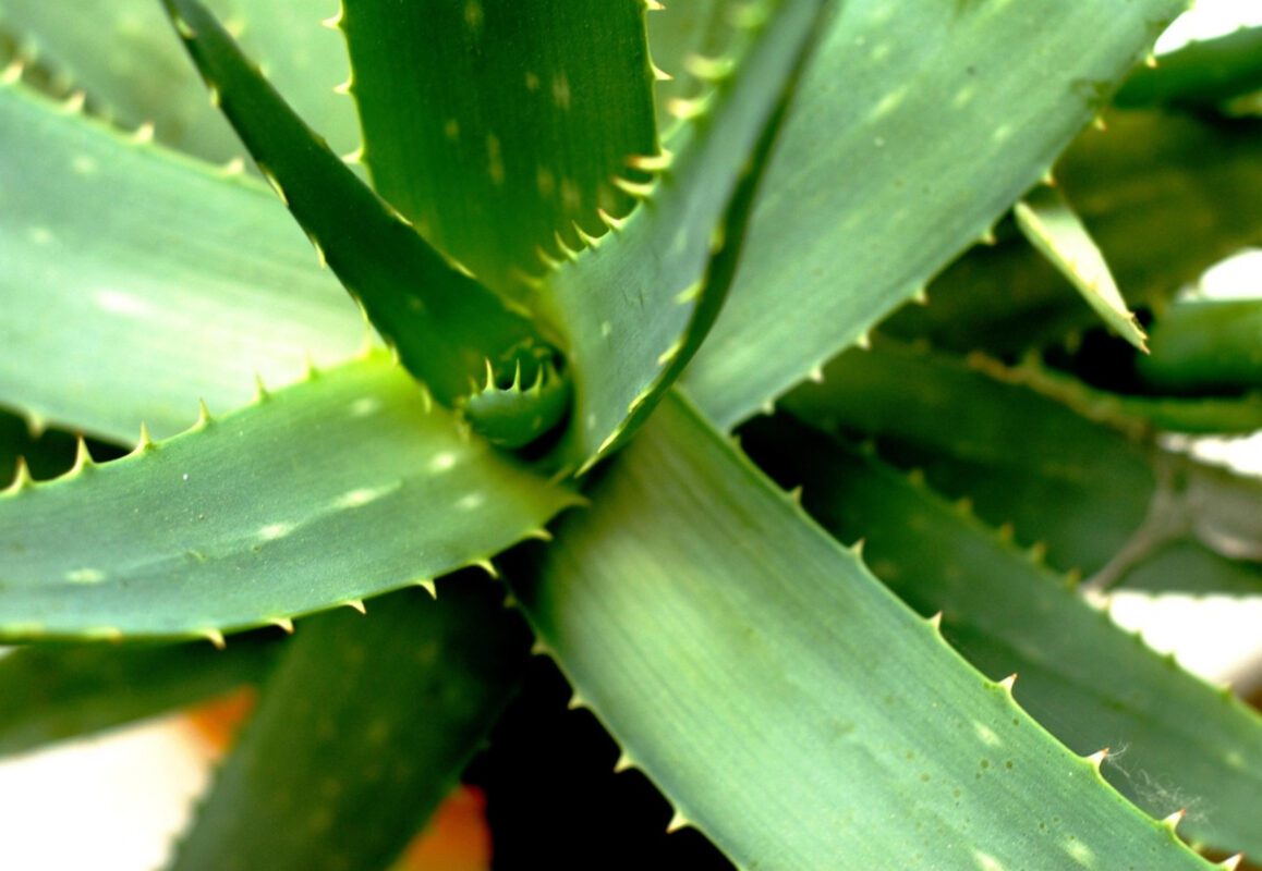 Експерт розповів, як правильно доглядати за алое в домашніх умовах
