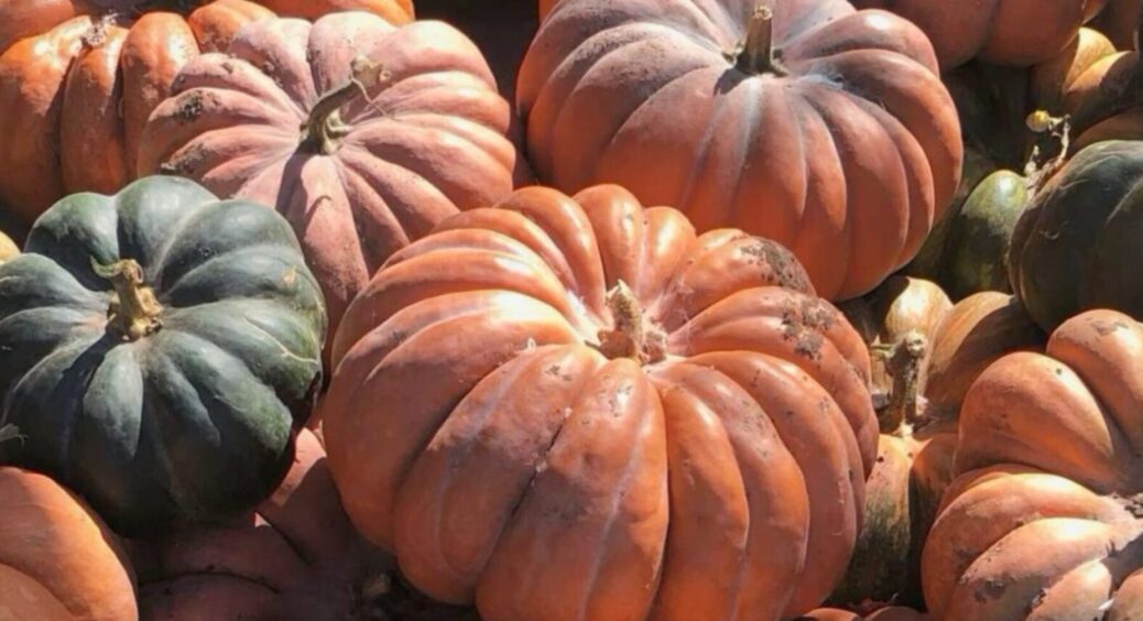 Хочете, щоб гарбуз був солодший за кавун? Ось які сорти вам підійдуть: навіть діти ласуватимуть 