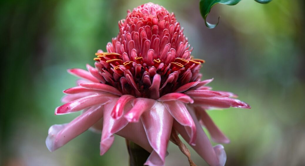 Подвір’я з нотками арабського шику: як виростити королеву саду – персидську троянду 