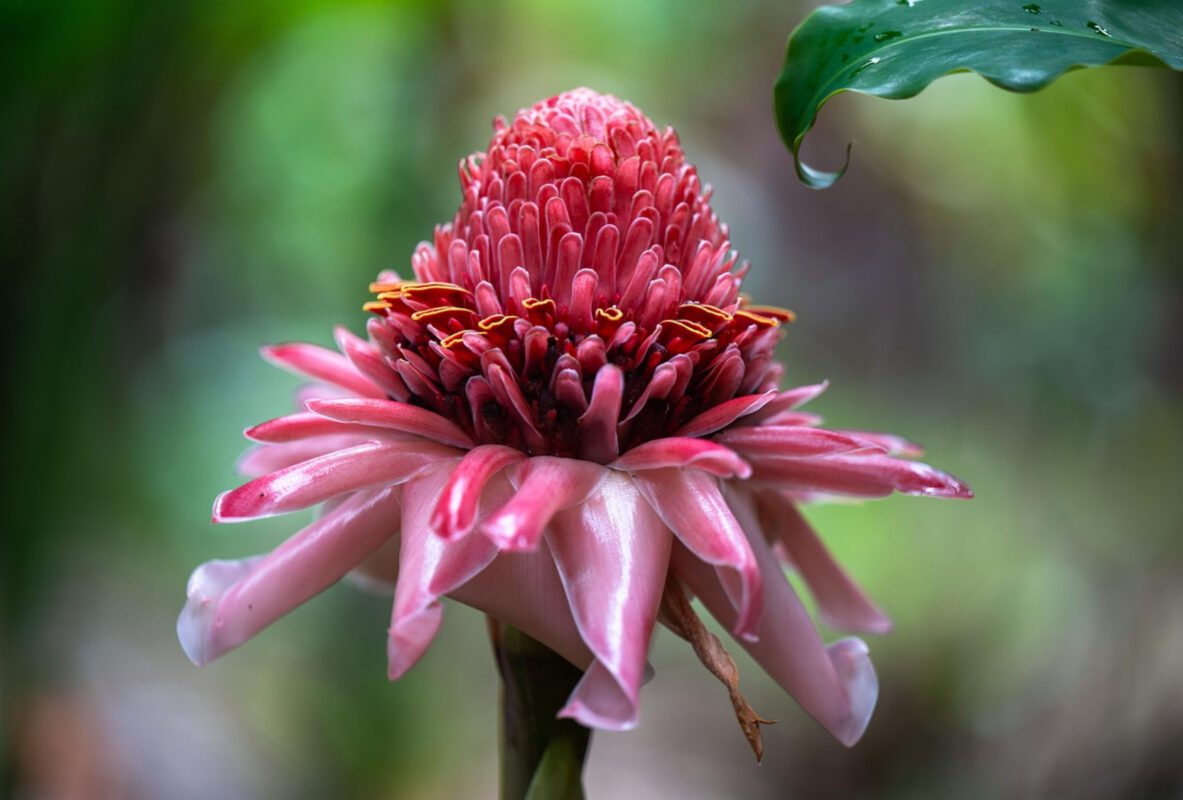 Квітникарі розповіли, як виростити вдома персидську троянду 