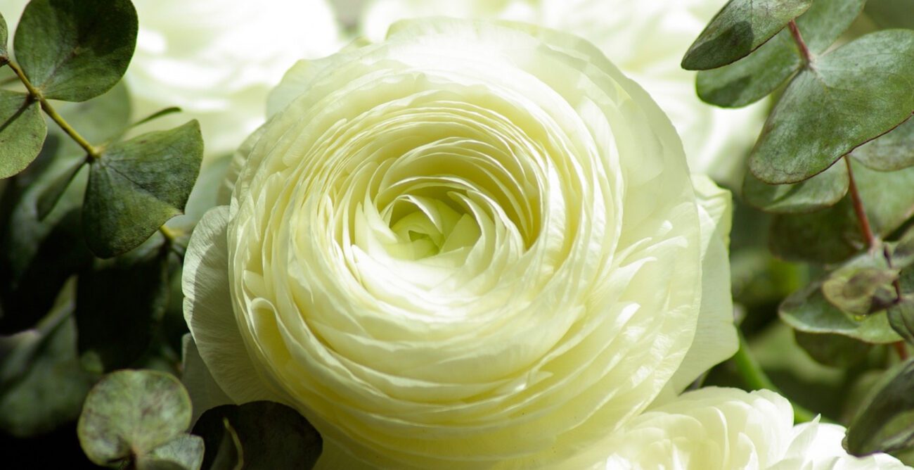 Експерт розповів, як виростити в домашніх умовах ранункулюс