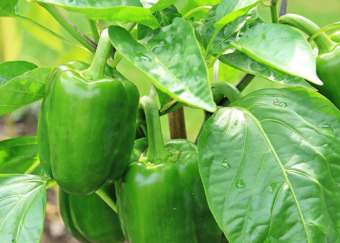 Городники розповіли, як правильно обрізати кущі перцю