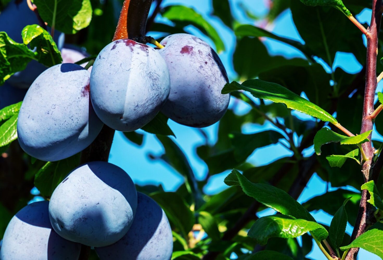 Дачники розповіли, які добрива вносити під вишню та сливу 