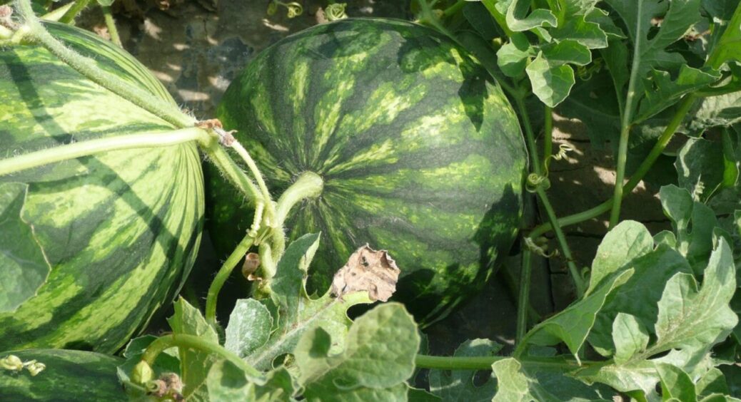 Вродять і ті, і ті: посадіть ці рослини біля кавуна навесні 2025 і радійте МЕГА врожаю 