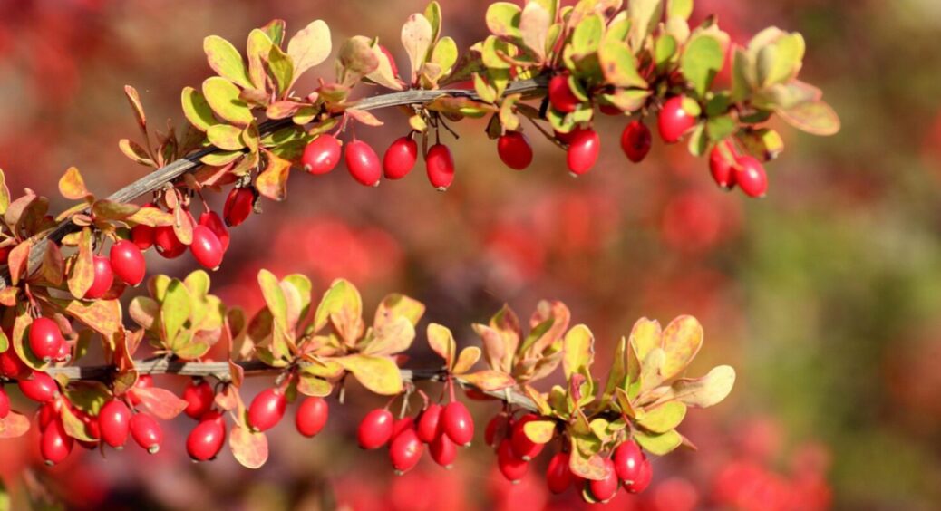 Не чагарник, а аптекар: 3 причини посадити барбарис на своїй ділянці – користі не перерахувати 