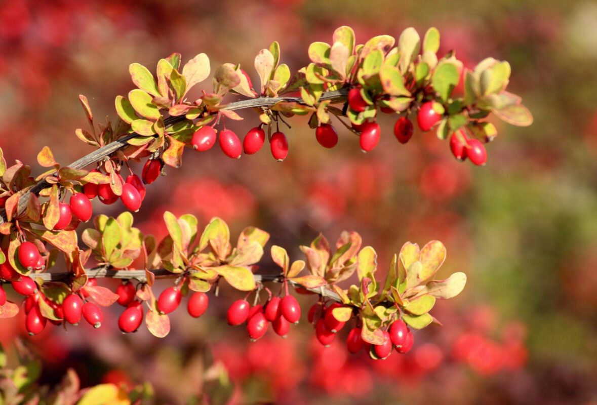 Експерт розповів, чому варто посадити у себе на ділянці барбарис