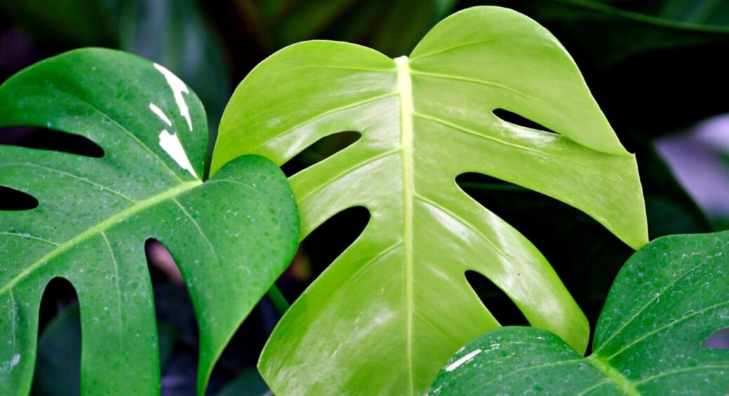 Монстера збільшуватиметься на очах: приготуйте “вітамінний” кондиціонер для росту рослини 