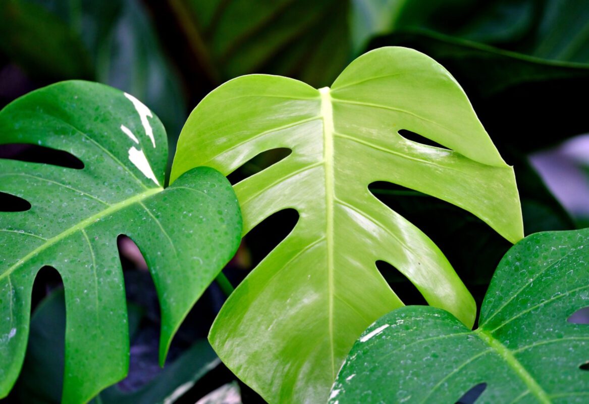 Квітникар розповів, як пришвидшити ріст монстери