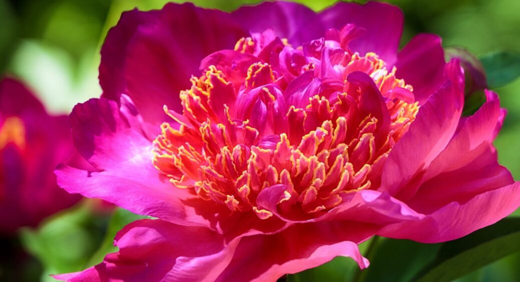 Розчиніть це у воді – і півонії вразять цвітінням. Сусідка буде заглядати через паркан 