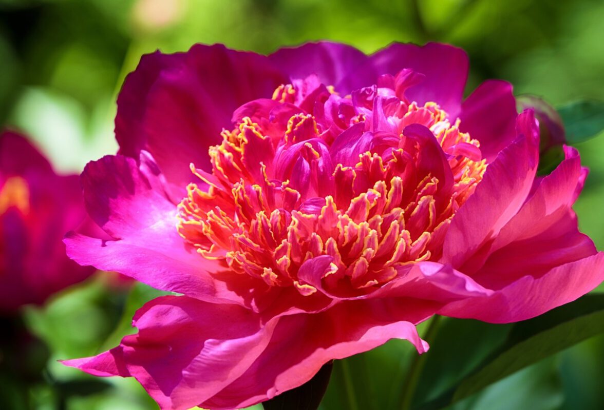 Чим підживити півонії навесні 