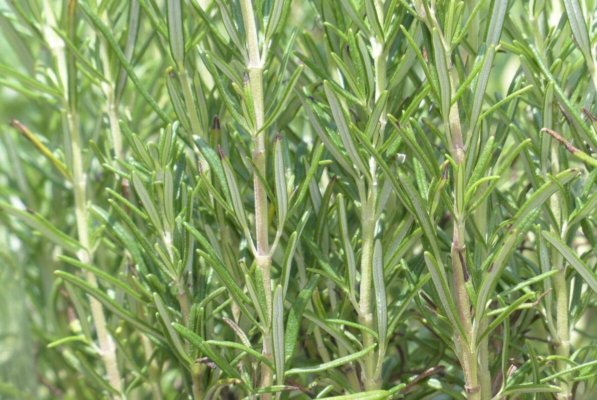 Експерт розповів, як правильно вирощувати розмарин вдома