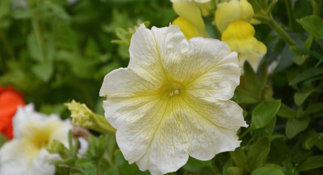 Як посіяти петунію, щоб вона зацвіла вже через 30 днів: поки сусіди “чухаються”, у вас вже сад 