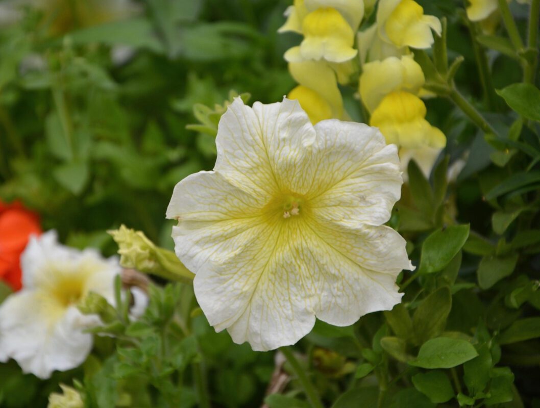 Експерт розповів, чим підживлювати петунію вдома