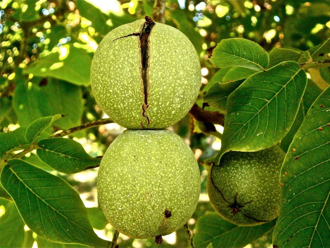 Як збільшити врожай волоського горіха