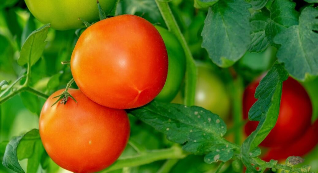 Посадіть помідори після цієї культури – і буде щедрий урожай: просто завалить томатами 