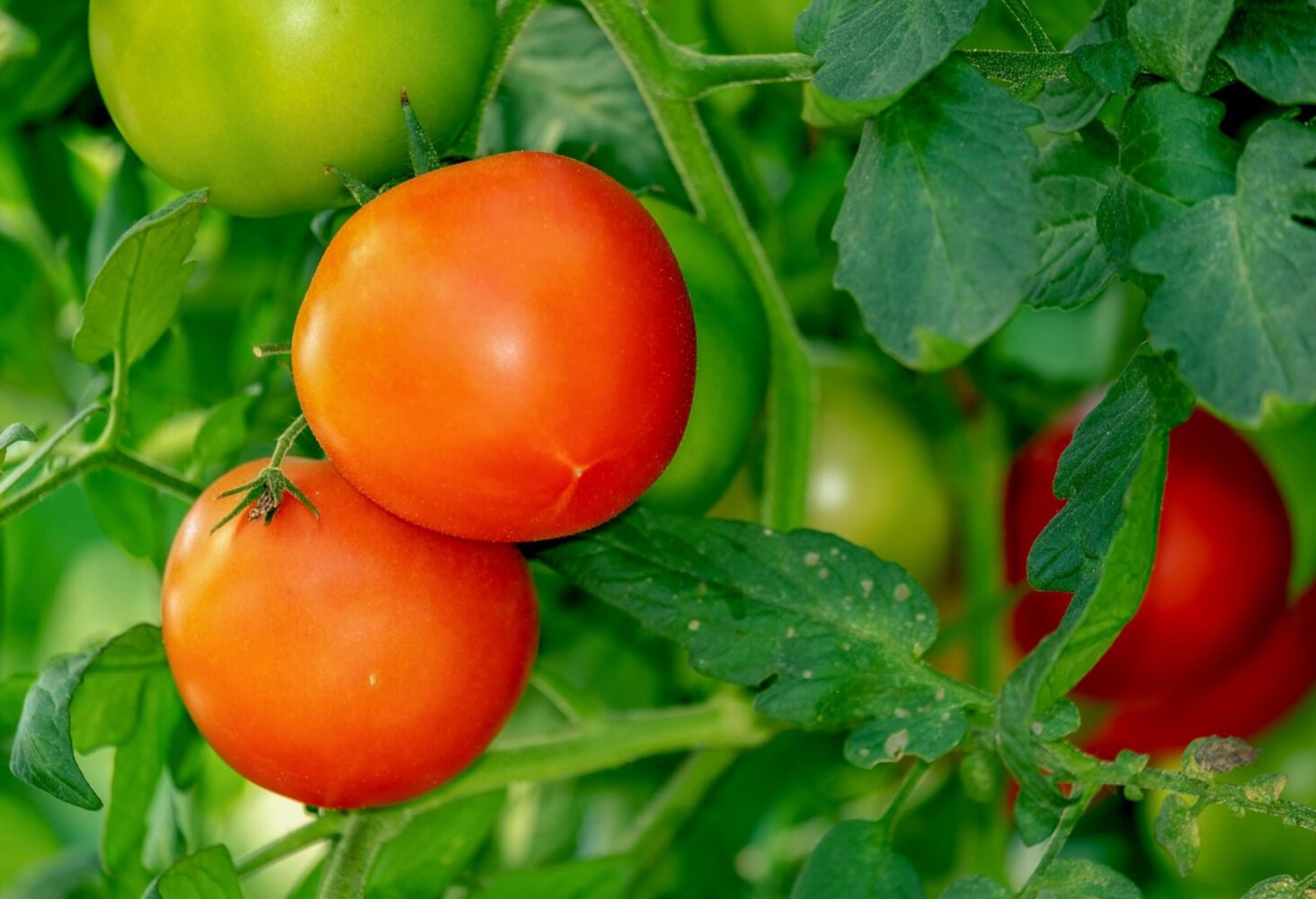 Агрономи розсекретили один найсолодший сорт томатів, який стабільно дає врожай