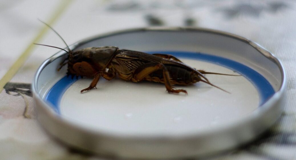 Як зрозуміти, що в городі лютує саме ненависний вовчок, а не павуки: 3 стовідсоткові ознаки 