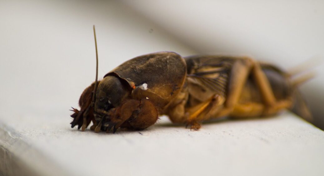 Вовчок більше не співатиме пісень на вашому городі: як назавжди спровадити шкідника 