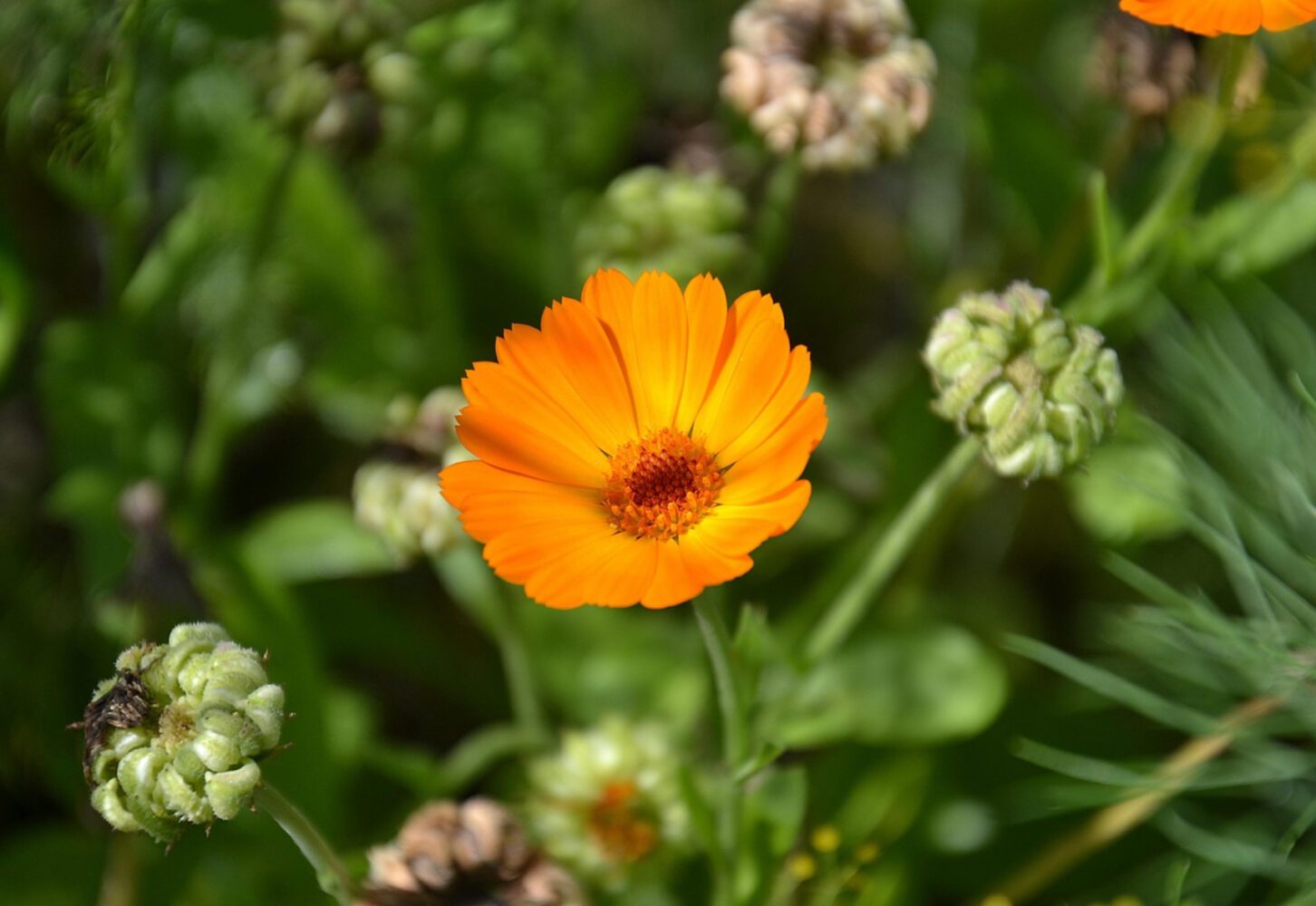 Експерт розповів, куди на ділянці не можна саджати нагідки 