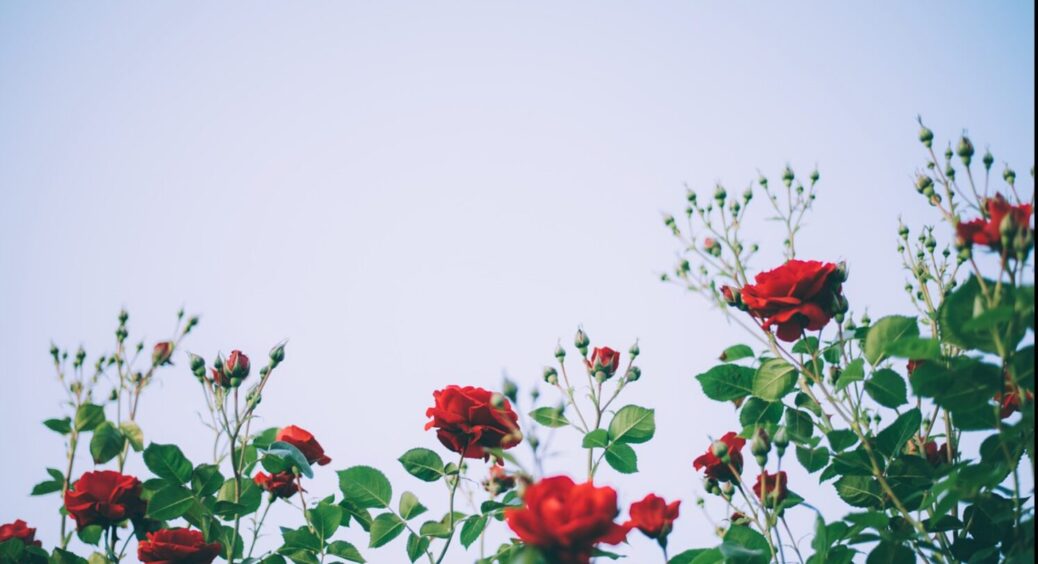 Які рослини не можна садити біля троянд? Ваші красуні захворіють і більше не стануть цвісти 