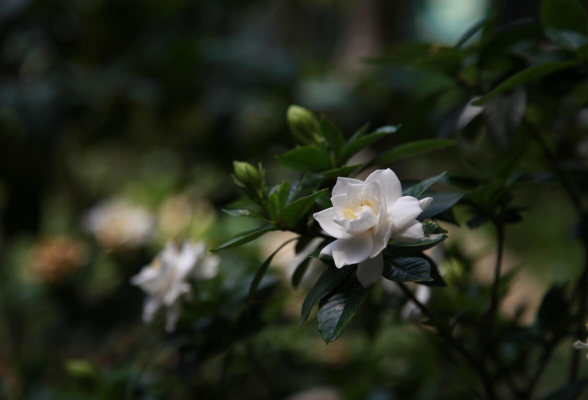 Що виростити вдома на підвіконні