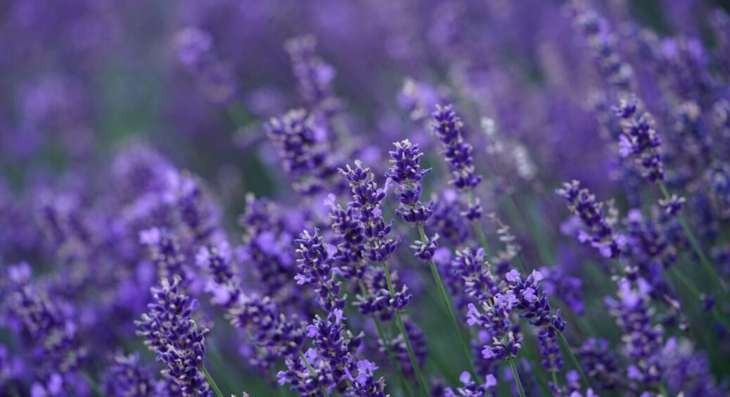 Вчасно відкрила для себе метод ледачої стратифікації: насіння лаванди прокльовується за 7 днів 