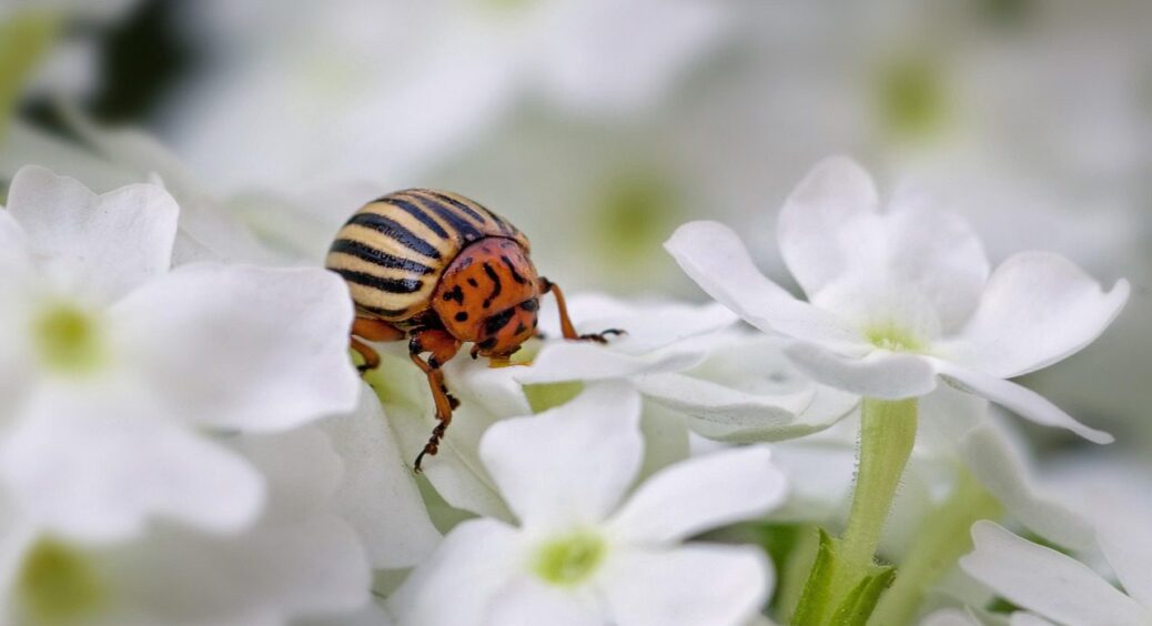Жодного колорадського жука не побачите: 5 найкращих засобів від смугастого шкідника на картоплі 
