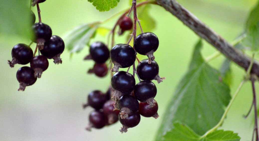 Ця ягода врятує від старіння, бо містить одні антиоксиданти: вирощуємо її у себе на дачі 