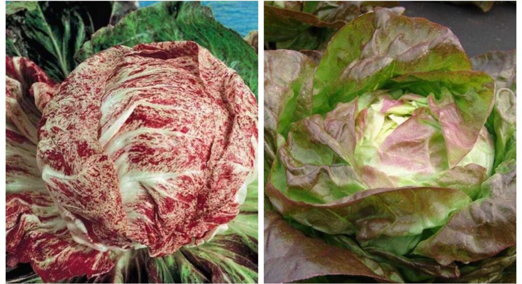 Такої капусти на вашому городі ще не було: усе про вирощування качанного салату у 2 кроках 