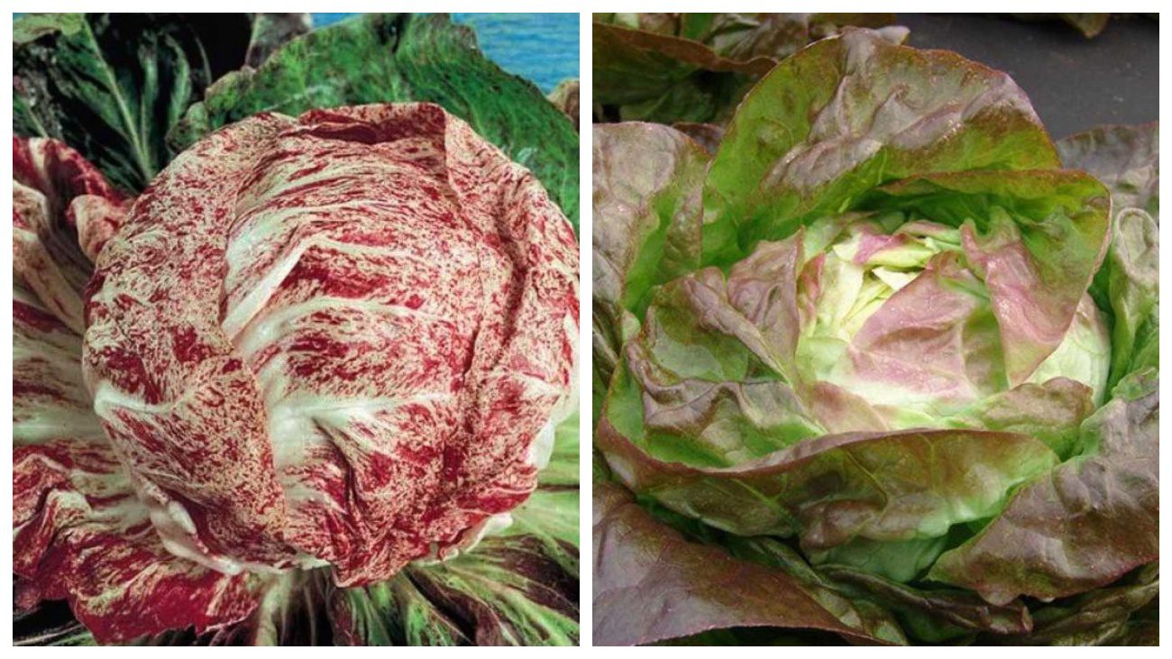 Садівники пояснили, як виростити качанний салат у своєму городі