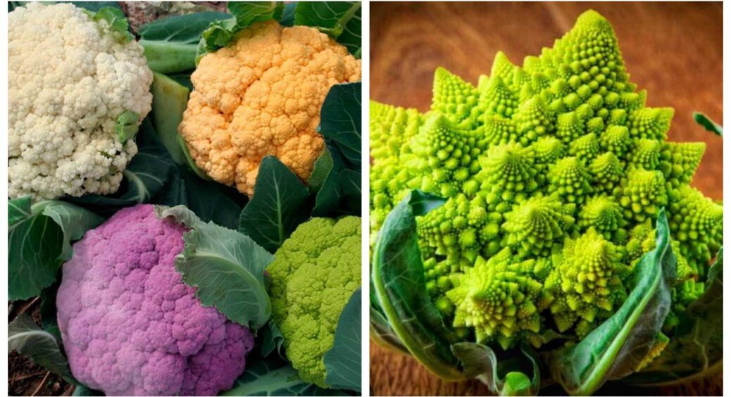 Всі купують добрива в “Епіцентрі”, а я додаю 1 ложку з кухні – капуста росте, як на стероїдах 