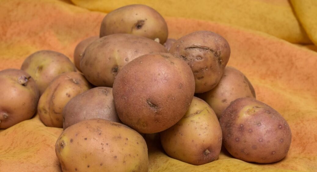 Як отримати максимум картоплі з невеликої ділянки? Ефективний метод, який завалить ділянку врожаєм 