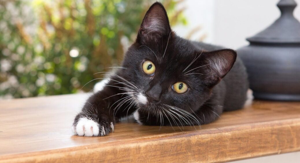 Що робити, якщо ваш кіт їсть кімнатні рослини та розсаду: метод, який задовільнить одразу всіх 