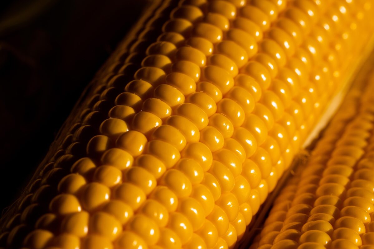 Городники пояснили, як виростити великі та солодкі качани кукурудзи