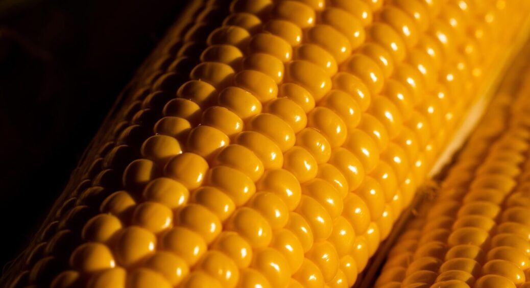 Вирощуємо кукурудзу на городі: безпрограшні секрети для будь-якого сорту і вдалого врожаю 