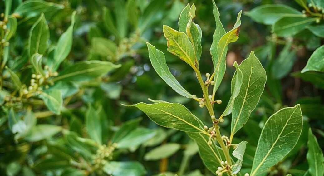 Завжди кладу ці 2 листочки під подушку в різдвяну ніч: старовинна мудрість, щоб гроші водилися 